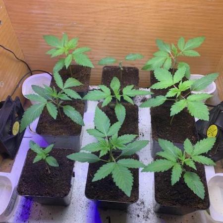 lemon z - cream caramel - kush mints ..