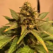 lemon z - cream caramel - kush mints ..