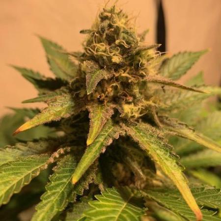 lemon z - cream caramel - kush mints ..