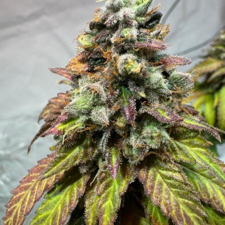 blue zushi,sensi amnesia,blue gelato 41