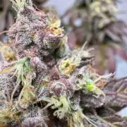 blue zushi,sensi amnesia,blue gelato 41