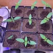 lemon z - cream caramel - kush mints ..