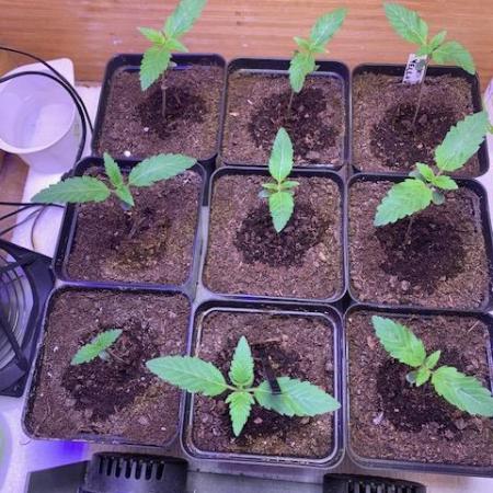 lemon z - cream caramel - kush mints ..