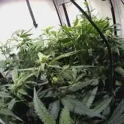 blue gelato 41, lemon cherry gelato