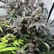 blue gelato 41, lemon cherry gelato
