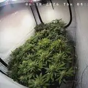 blue zushi,sensi amnesia,blue gelato 41