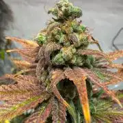blue zushi,sensi amnesia,blue gelato 41
