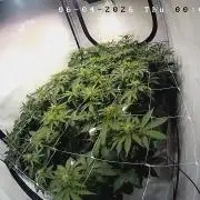 blue zushi,sensi amnesia,frozen biscotti