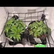 Han Solo Grow's