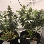 Han Solo Grow's