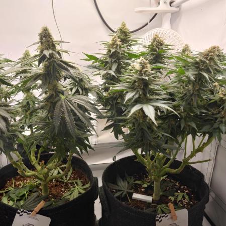 Han Solo Grow's