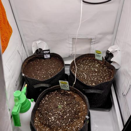 Ganja Farmer Automatics