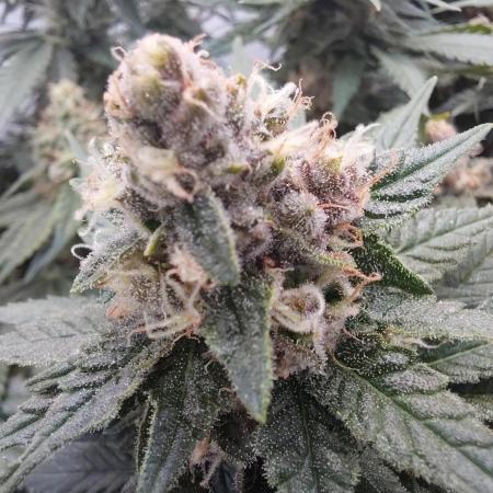 Han Solo Grow's