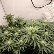 Han Solo Grow's