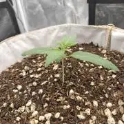 First Grow