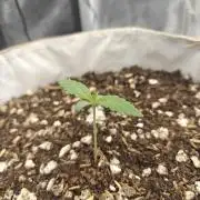 First Grow