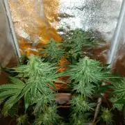 400Watt High Kick