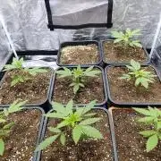 400Watt High Kick
