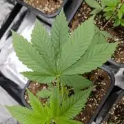 400Watt High Kick