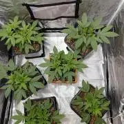 400Watt High Kick