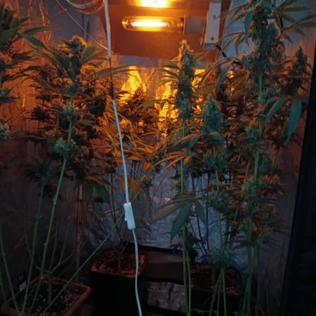 400Watt High Kick
