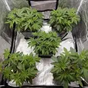 400Watt High Kick