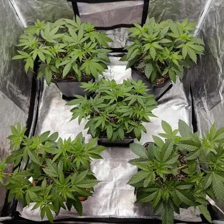 400Watt High Kick