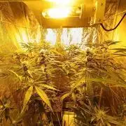 400Watt High Kick