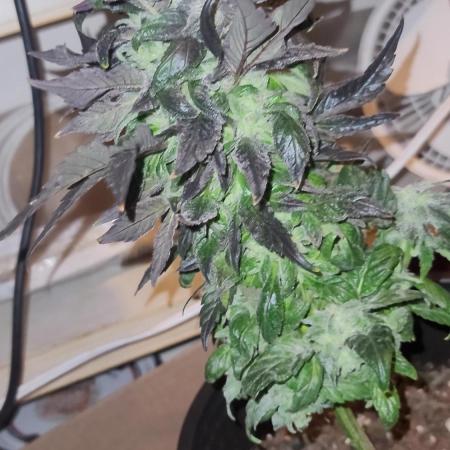 Random bag seed left by itself