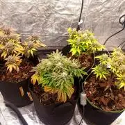 culture #1- Advanced Seeds