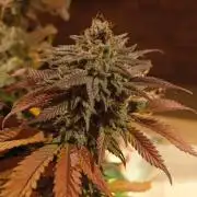 culture #1- Advanced Seeds