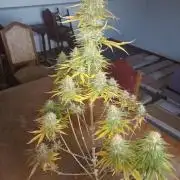 culture #1- Advanced Seeds