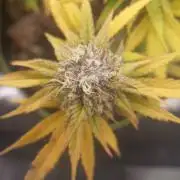 culture #1- Advanced Seeds