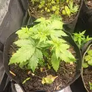 Advanced Seed (gelato#33, Zkittlez, FFC)