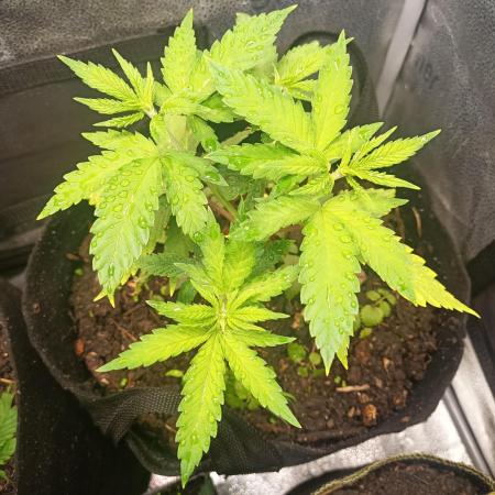 Advanced Seed (gelato#33, Zkittlez, FFC)