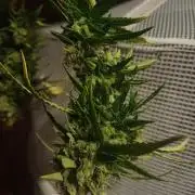 Advanced Seed (gelato#33, Zkittlez, FFC)