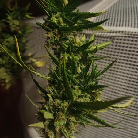 Advanced Seed (gelato#33, Zkittlez, FFC)