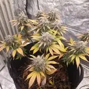 culture #1- Advanced Seeds