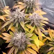 culture #1- Advanced Seeds