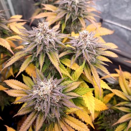 culture #1- Advanced Seeds