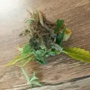 Advanced Seed (gelato#33, Zkittlez, FFC)