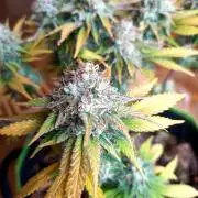 culture #1- Advanced Seeds