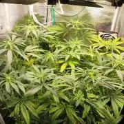 Super Lemon Haze