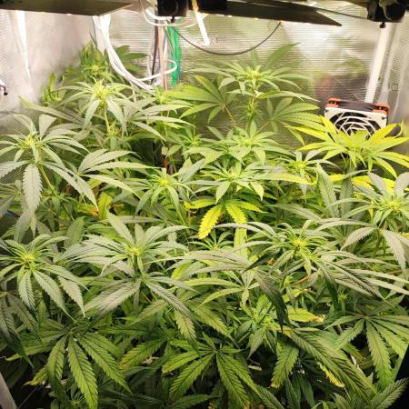 Super Lemon Haze