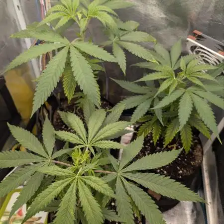 Super Lemon Haze
