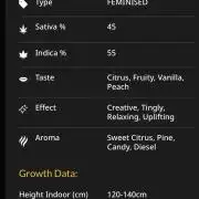 White Runtz Indoor Grow