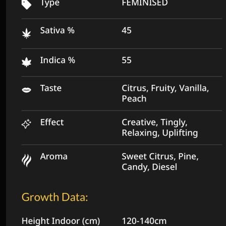 White Runtz Indoor Grow