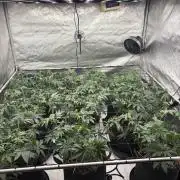 White Runtz Indoor Grow