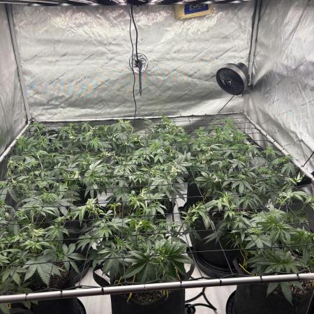 White Runtz Indoor Grow