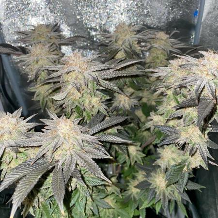 Purple Queen RQS indoor